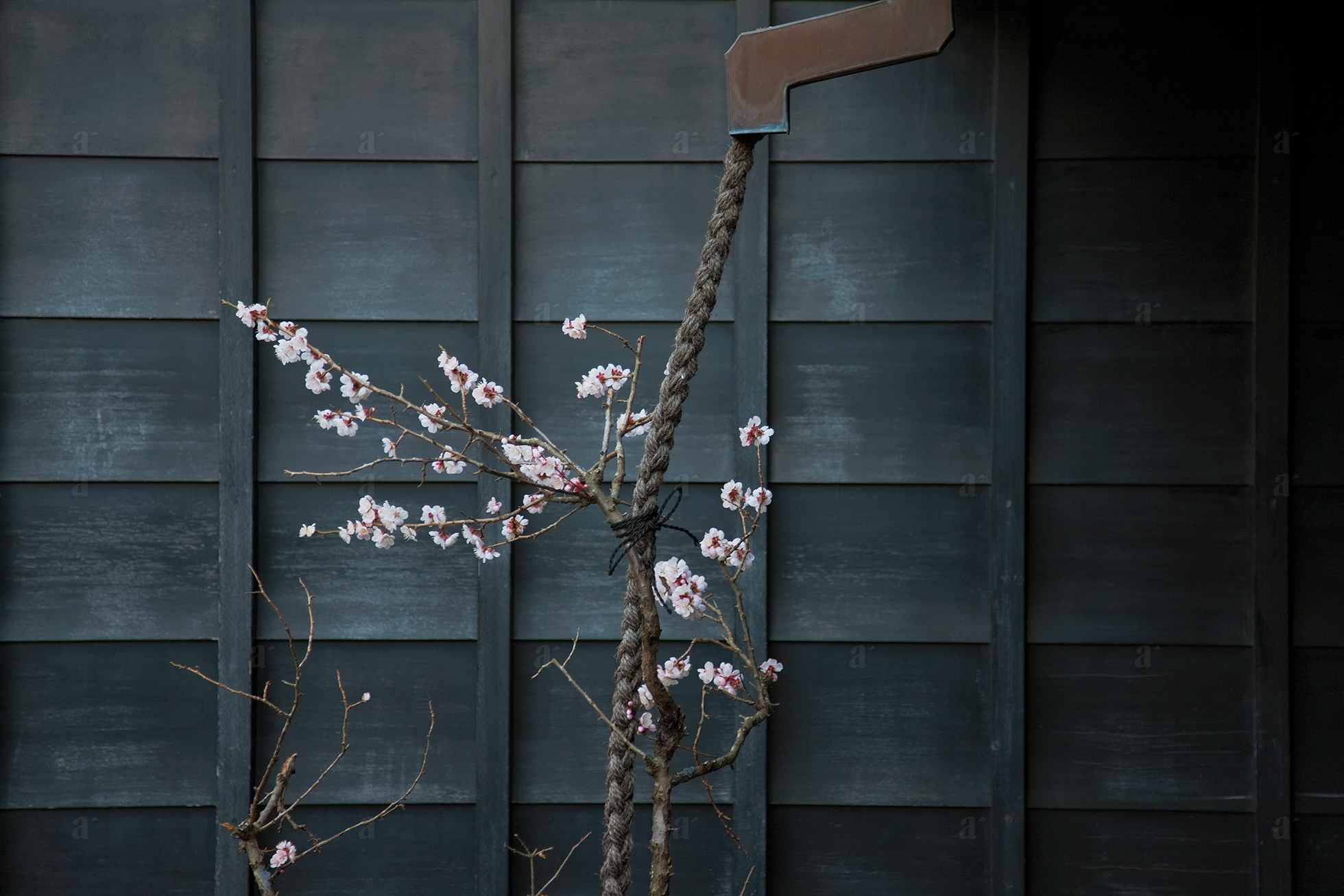 ベン・シモンズ &ldquo;東慶寺　北鎌倉&rdquo; Ben Simmons &ldquo;Tokei-ji, Kita-Kamakura&rdquo;